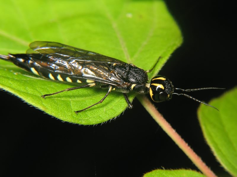 Xiphydria longicollis